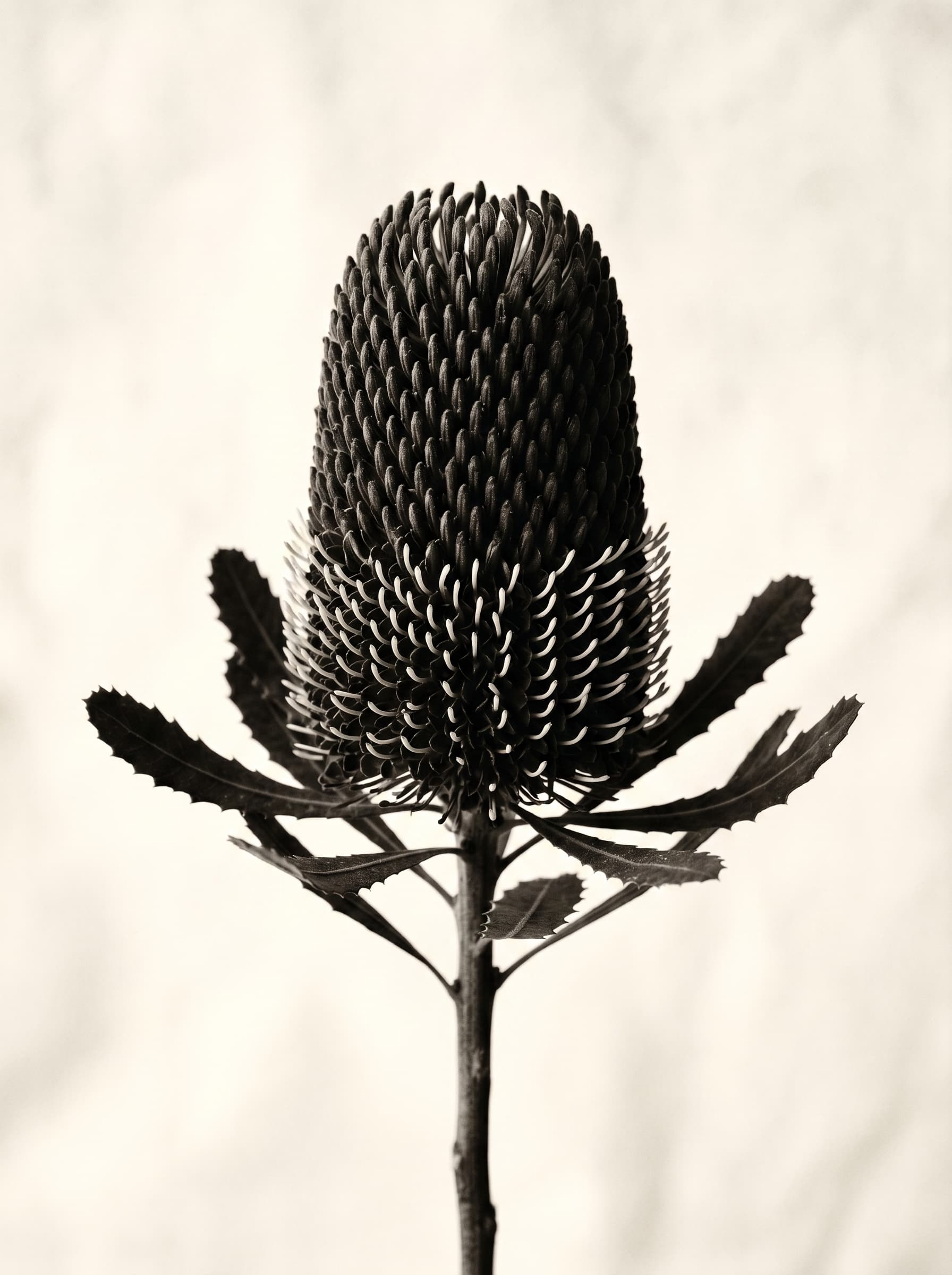 Duotone botanical study of a native Australian banksia flower spike