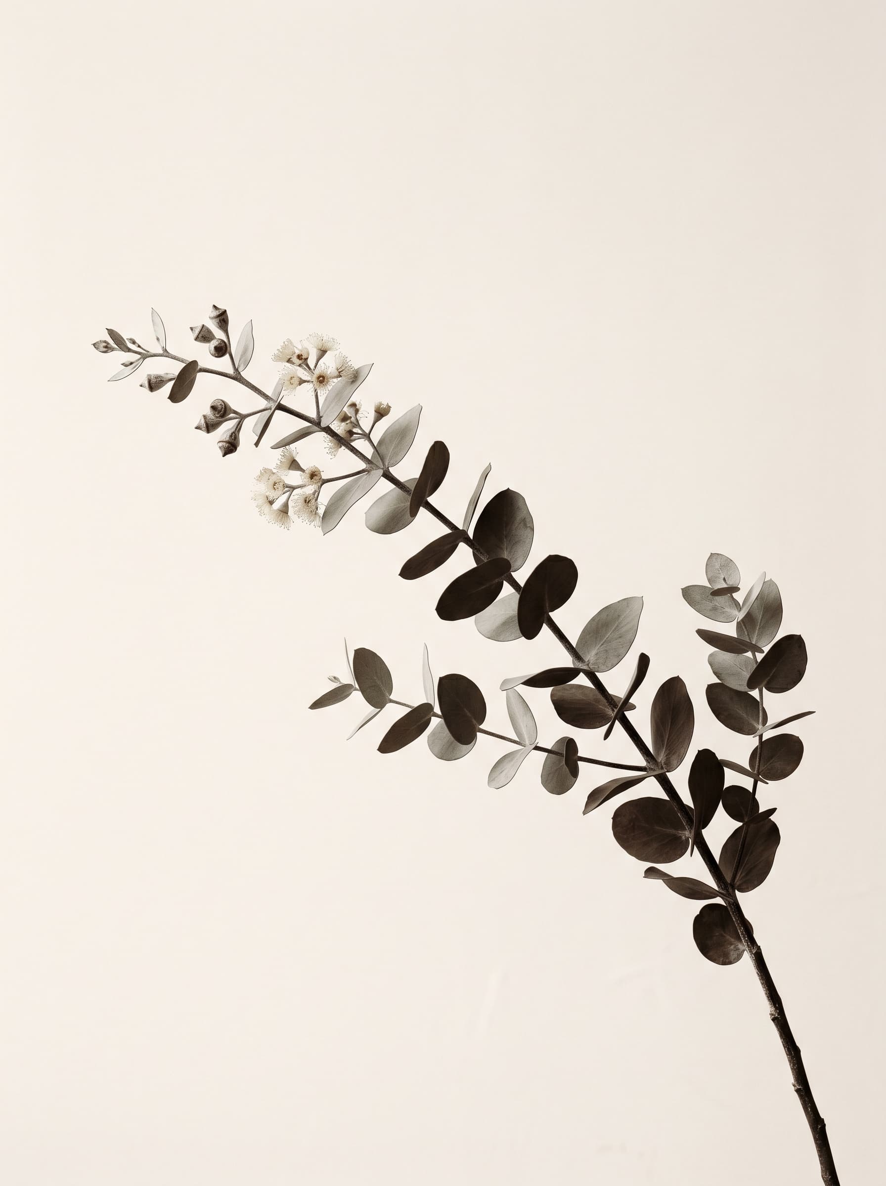 Duotone botanical study of a flowering eucalyptus stem