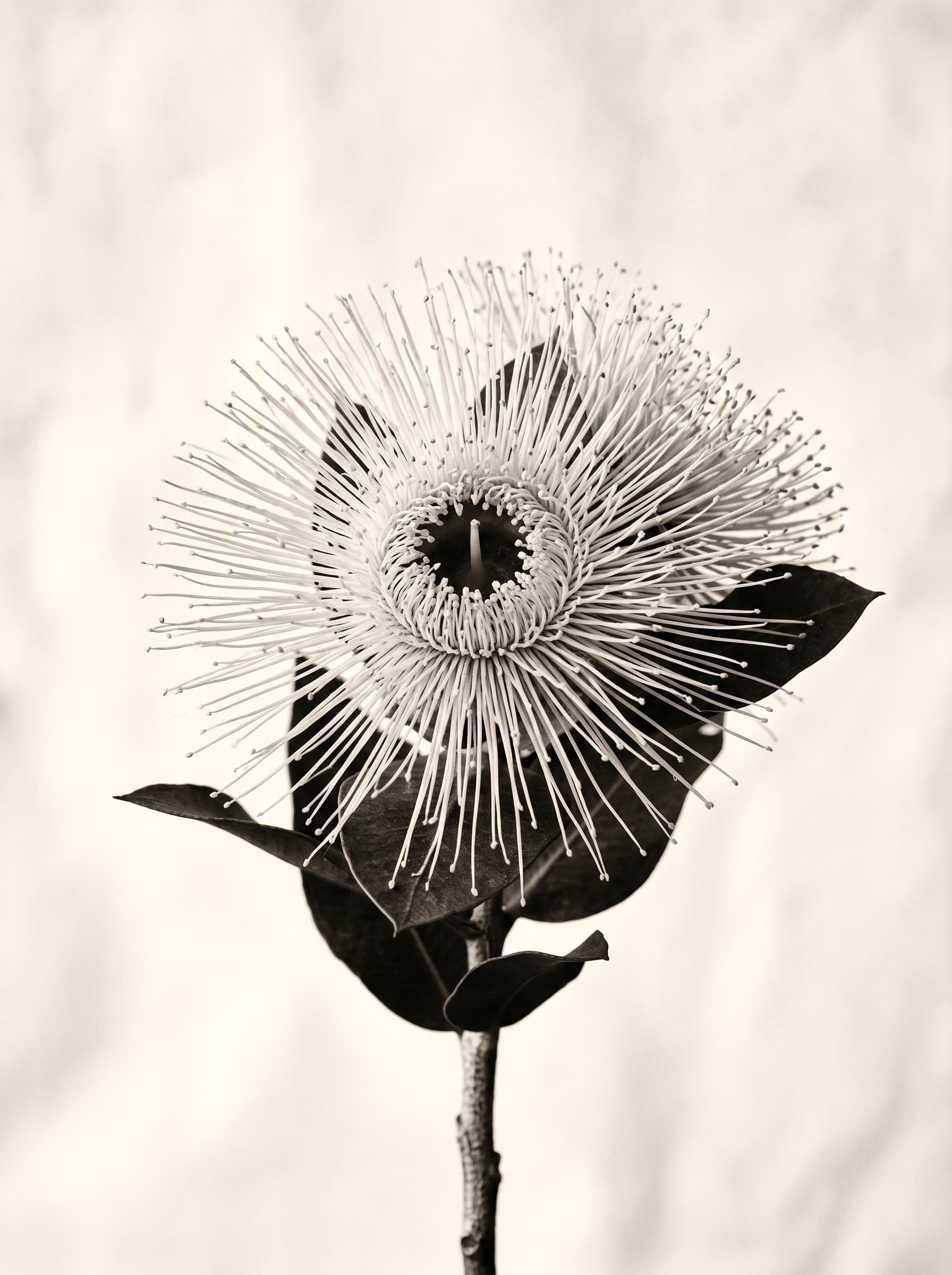 Duotone botanical study of a eucalyptus gum blossom with radiating white stamens